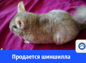 Продается шиншилла самец Продается шиншилла самец