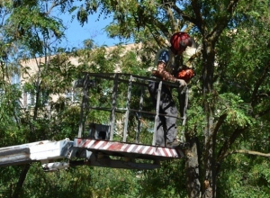 В Волгодонске начали кампанию по борьбе с сухостоем В Волгодонске начали кампанию по борьбе с сухостоем