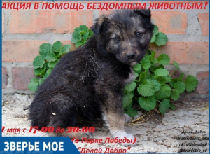 В День весны и труда в Волгодонске пройдет благотворительная акция в помощь бездомным животным В День весны и труда в Волгодонске пройдет благотворительная акция в помощь бездомным животным