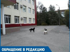 Детям приходится убегать от бездомных собак, - обеспокоенная мама из Волгодонска Детям приходится убегать от бездомных собак, - обеспокоенная мама из Волгодонска