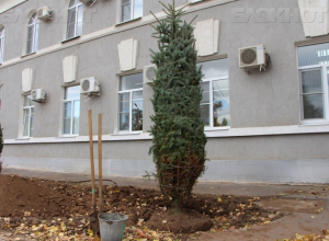 Все оставшиеся деревья возле администрации Волгодонска спилят и посадят новую липовую аллею Все оставшиеся деревья возле администрации Волгодонска спилят и посадят новую липовую аллею