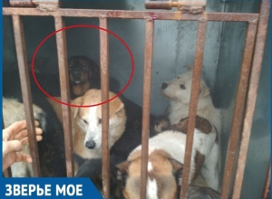 Волгодончанка отправилась за 100 километров вслед за компанией по отлову животных, чтобы спасти своего питомца Волгодончанка отправилась за 100 километров вслед за компанией по отлову животных, чтобы спасти своего питомца