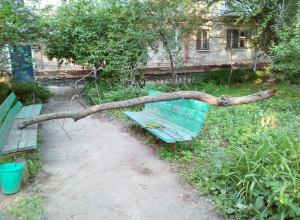 Старое дерево рухнуло на играющих детей в Волгодонске Старое дерево рухнуло на играющих детей в Волгодонске
