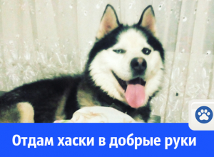 В Волгодонске собаку-хаски отдают в добрые руки В Волгодонске собаку-хаски отдают в добрые руки