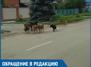 Стая бездомных собак из девяти особей пугает жителей переулка Вокзального Стая бездомных собак из девяти особей пугает жителей переулка Вокзального