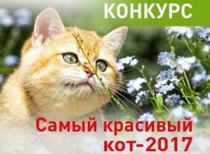 Внимание! Голосование в конкурсе «Самый красивый кот-2017» стартует 16 апреля Внимание! Голосование в конкурсе «Самый красивый кот-2017» стартует 16 апреля