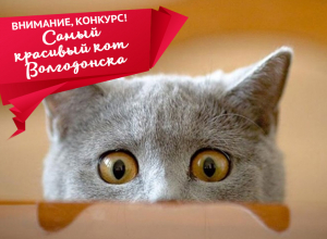 ВНИМАНИЕ! Стартовало голосование в конкурсе «самый красивый кот Волгодонска» ВНИМАНИЕ! Стартовало голосование в конкурсе «самый красивый кот Волгодонска»