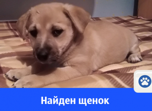 Хорошего щенка отдают в добрые руки Хорошего щенка отдают в добрые руки
