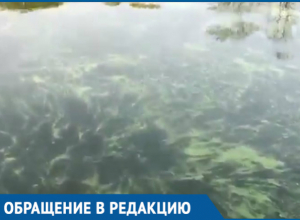 Дон превратился в вонючее болото, - волгодонец Дон превратился в вонючее болото, - волгодонец