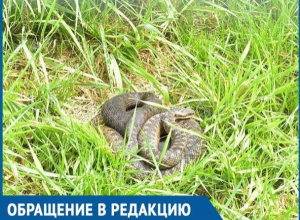 Гуляя на детской площадке, мы с сыном в траве увидели гадюку, - волгодончанка боится за жизни маленьких детей Гуляя на детской площадке, мы с сыном в траве увидели гадюку, - волгодончанка боится за жизни маленьких детей