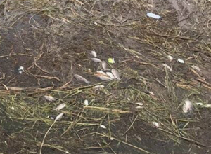 Большое количество мертвой рыбы в Цимлянском водохранилище зафиксировали на фото жители Волгодонска Большое количество мертвой рыбы в Цимлянском водохранилище зафиксировали на фото жители Волгодонска