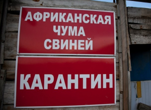В Волгодонском районе ввели карантин по африканской чуме свиней В Волгодонском районе ввели карантин по африканской чуме свиней