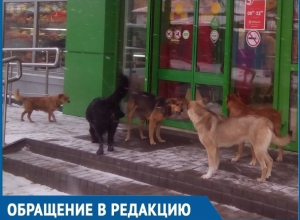 Лакомящаяся костями стая диких собак заблокировала выход из «Пятёрочки» в Волгодонске Лакомящаяся костями стая диких собак заблокировала выход из «Пятёрочки» в Волгодонске