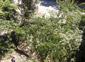 Буйство природы: в Волгодонске сильный ветер сносит деревья Буйство природы: в Волгодонске сильный ветер сносит деревья