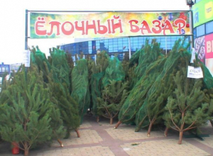 Цена новогодних деревьев на елочных базарах Волгодонска будет доходить до 4000 рублей Цена новогодних деревьев на елочных базарах Волгодонска будет доходить до 4000 рублей