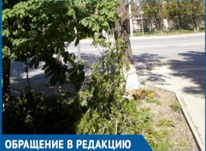 Дерево размером с автомобиль упало возле пешеходного перехода в Волгодонске Дерево размером с автомобиль упало возле пешеходного перехода в Волгодонске