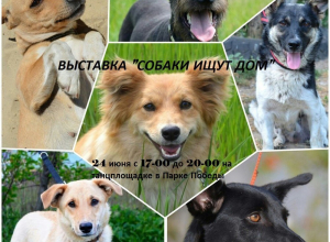 Бездомные собаки попытаются найти хозяев на Дне молодежи Бездомные собаки попытаются найти хозяев на Дне молодежи