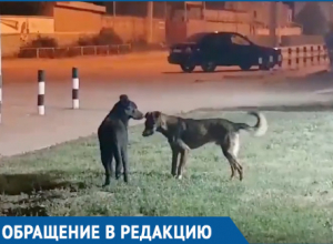 Жителей Волгодонска встревожило странное поведение бродячего пса Жителей Волгодонска встревожило странное поведение бродячего пса