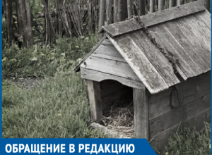 В дверь была воткнута квитанция на оплату штрафа и лежал мертвый пес, - женщина хочет найти виновного в смерти ее любимца В дверь была воткнута квитанция на оплату штрафа и лежал мертвый пес, - женщина хочет найти виновного в смерти ее любимца