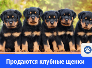 Продаются клубные щенки ротвейлера от хороших родителей Продаются клубные щенки ротвейлера от хороших родителей