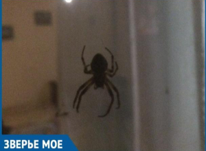 «Гадина размером с мобильный телефон»: волгодонцы обеспокоены появлением больших пауков в дачных кооперативах «Гадина размером с мобильный телефон»: волгодонцы обеспокоены появлением больших пауков в дачных кооперативах
