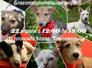 Зоозащитники заявили о подготовке масштабной шоу-акции в Волгодонске Зоозащитники заявили о подготовке масштабной шоу-акции в Волгодонске