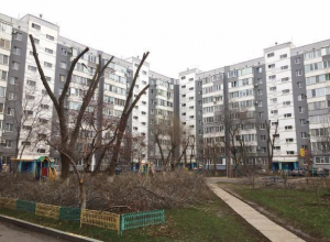 Был зеленый двор, а сделали двор после «Чернобыля», - волгодончанка об обрезке деревьев Был зеленый двор, а сделали двор после «Чернобыля», - волгодончанка об обрезке деревьев
