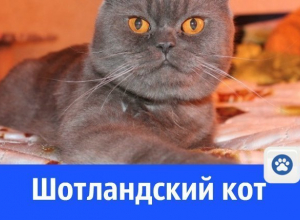 Брутальный кот ищет кошечку для продолжения рода Брутальный кот ищет кошечку для продолжения рода