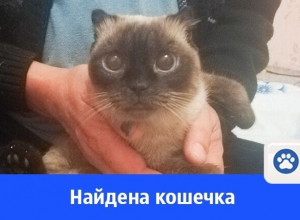 Найдена кошка в Волгодонске Найдена кошка в Волгодонске