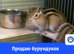 Очаровательных бурундучков продают в Волгодонске Очаровательных бурундучков продают в Волгодонске