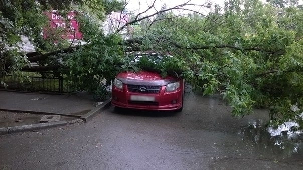 В Волгодонске дерево упало на иномарку в районе Торгового центра В Волгодонске дерево упало на иномарку в районе Торгового центра