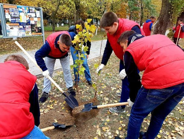 Аллею по улице Ленина в Волгодонске студенты ВИТИ НИЯУ МИФИ засадили молодыми кленами Аллею по улице Ленина в Волгодонске студенты ВИТИ НИЯУ МИФИ засадили молодыми кленами