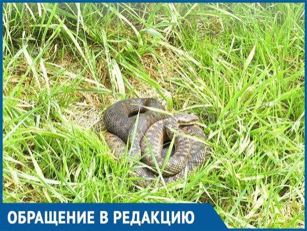 Гуляя на детской площадке, мы с сыном в траве увидели гадюку, - волгодончанка боится за жизни маленьких детей Гуляя на детской площадке, мы с сыном в траве увидели гадюку, - волгодончанка боится за жизни маленьких детей