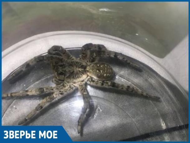 Волгодонцы обнаружили во дворе дома южнорусского тарантула Волгодонцы обнаружили во дворе дома южнорусского тарантула