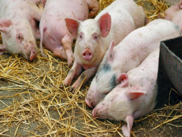 Очаги африканской чумы свиней окружают Хабаровск