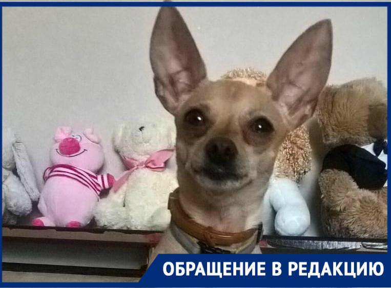 Пропавшего в 10-градусный мороз пса Гарри разыскивают хозяева Пропавшего в 10-градусный мороз пса Гарри разыскивают хозяева