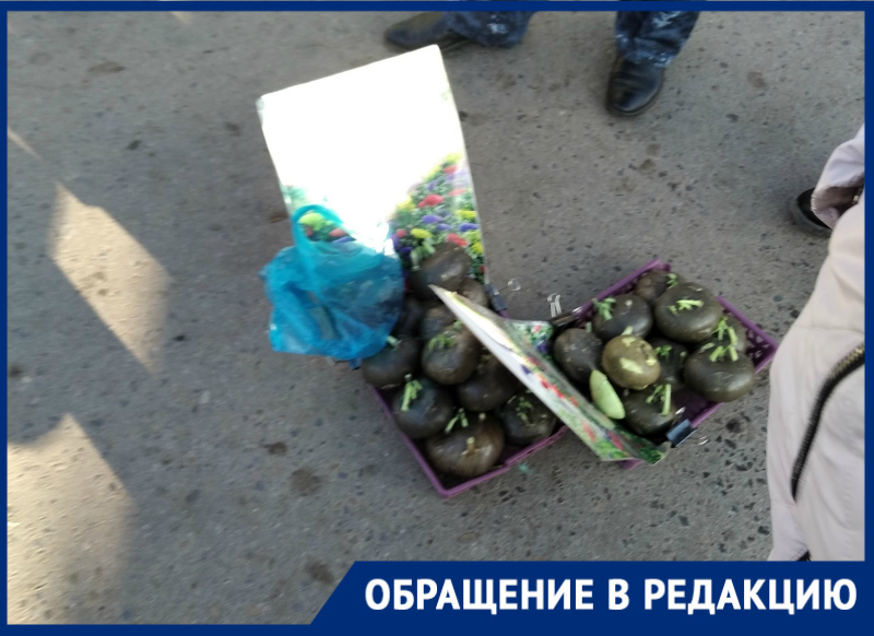 Предприимчивая цыганка выдавала капусту за чудо-растение в поселке Зимовники Предприимчивая цыганка выдавала капусту за чудо-растение в поселке Зимовники