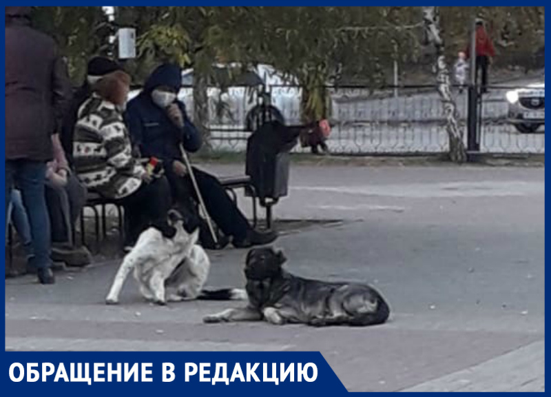 «На моего ребенка накинулась свора собак на улице 30 лет Победы»: волгодончанка «На моего ребенка накинулась свора собак на улице 30 лет Победы»: волгодончанка