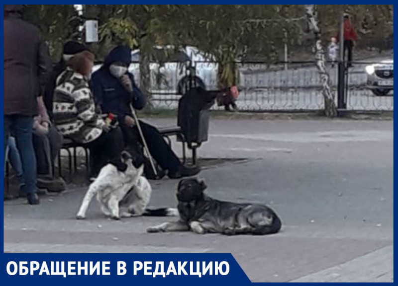 «Еле отбился»: безнадзорные собаки продолжают атаковать волгодонцев «Еле отбился»: безнадзорные собаки продолжают атаковать волгодонцев