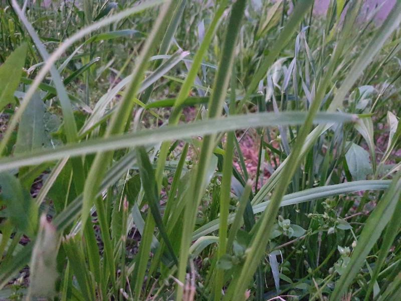 Полсотни волгодонцев пострадали от укусов клещей с начала весны Полсотни волгодонцев пострадали от укусов клещей с начала весны