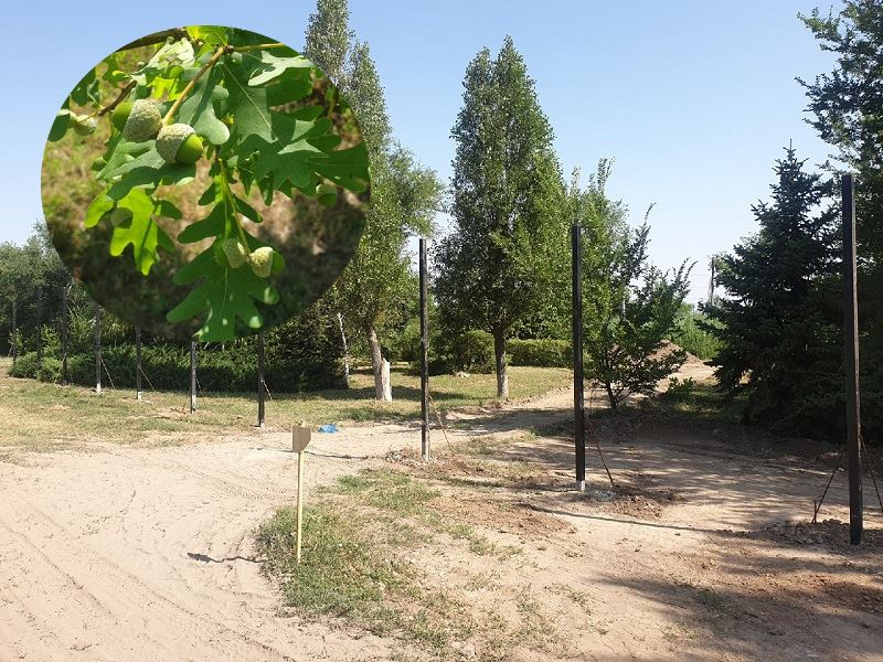 В Волгодонске начался второй этап вырубки «рощи на Морской» для строительства магазинов В Волгодонске начался второй этап вырубки «рощи на Морской» для строительства магазинов