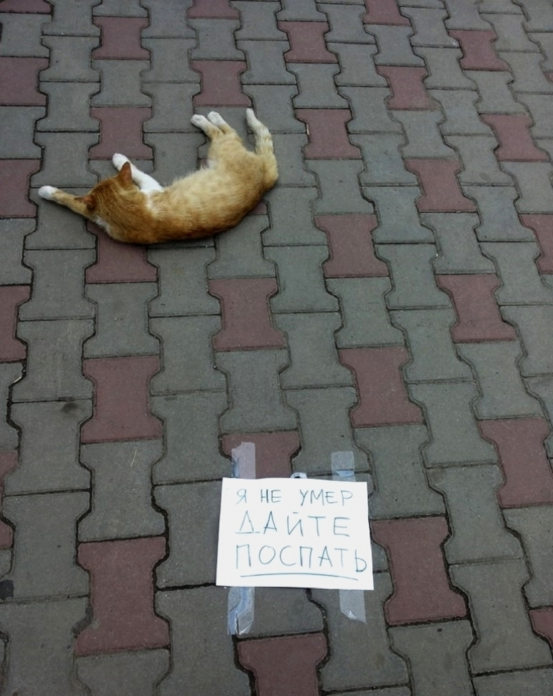 скачать переводчик с кошачьего на русский Кошачий язык или как сказать о любви.