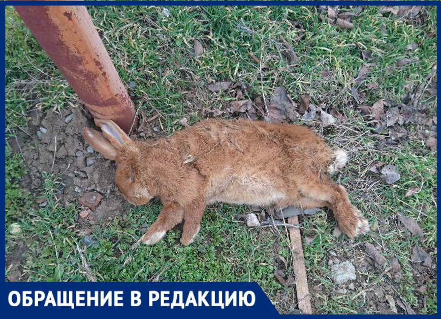 Стая бродячих собак напала на домашних животных в Старо-Соленом Стая бродячих собак напала на домашних животных в Старо-Соленом