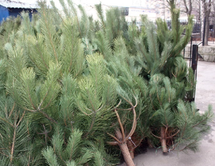 Городские власти рассказали, где в Волгодонске можно продавать елки