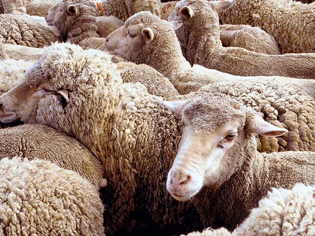 300 овец пытались незаконно вывести из Дубовского района в республику Дагестан