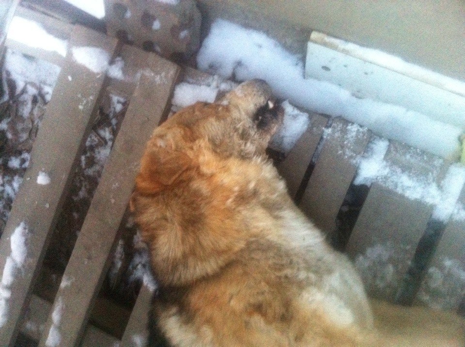 В Волгодонске вскрытие собаки Риччи показало, что его забили до смерти 