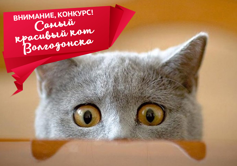Неделя осталась до конца приема заявок «Самый красивый кот Волгодонск-2018» 