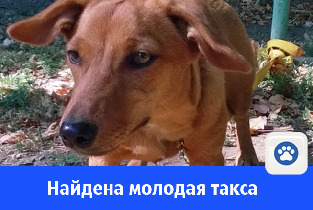 такса.jpg