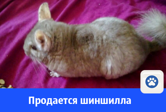 шиншилла-2.jpg