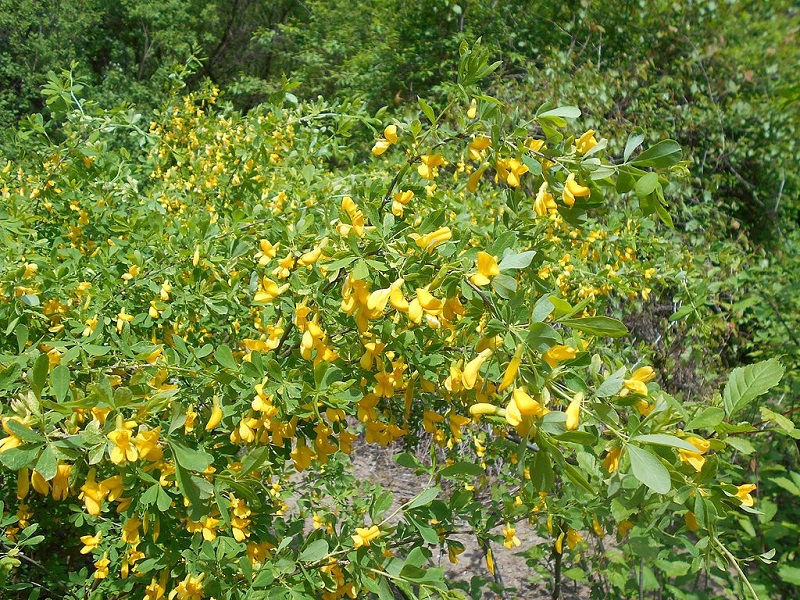 Карагана кустарниковая.jpg Карагана кустарниковая.jpg